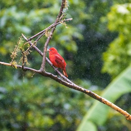 Aves De Tierras Altas Villa Bijagua Kültér fotó