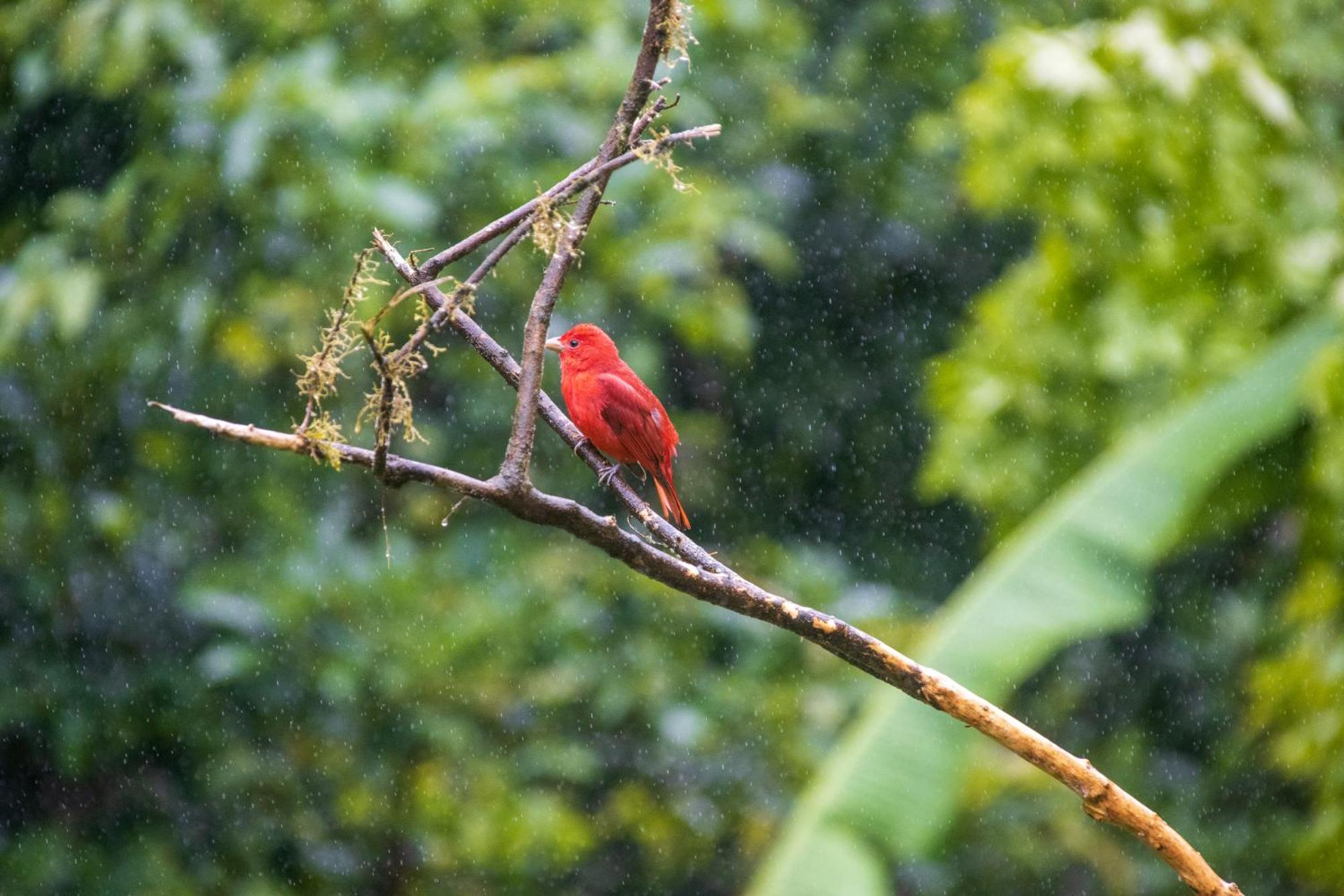 Aves De Tierras Altas Villa Bijagua Kültér fotó
