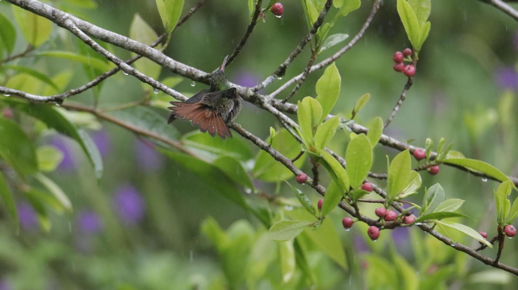 Aves De Tierras Altas Villa Bijagua Kültér fotó