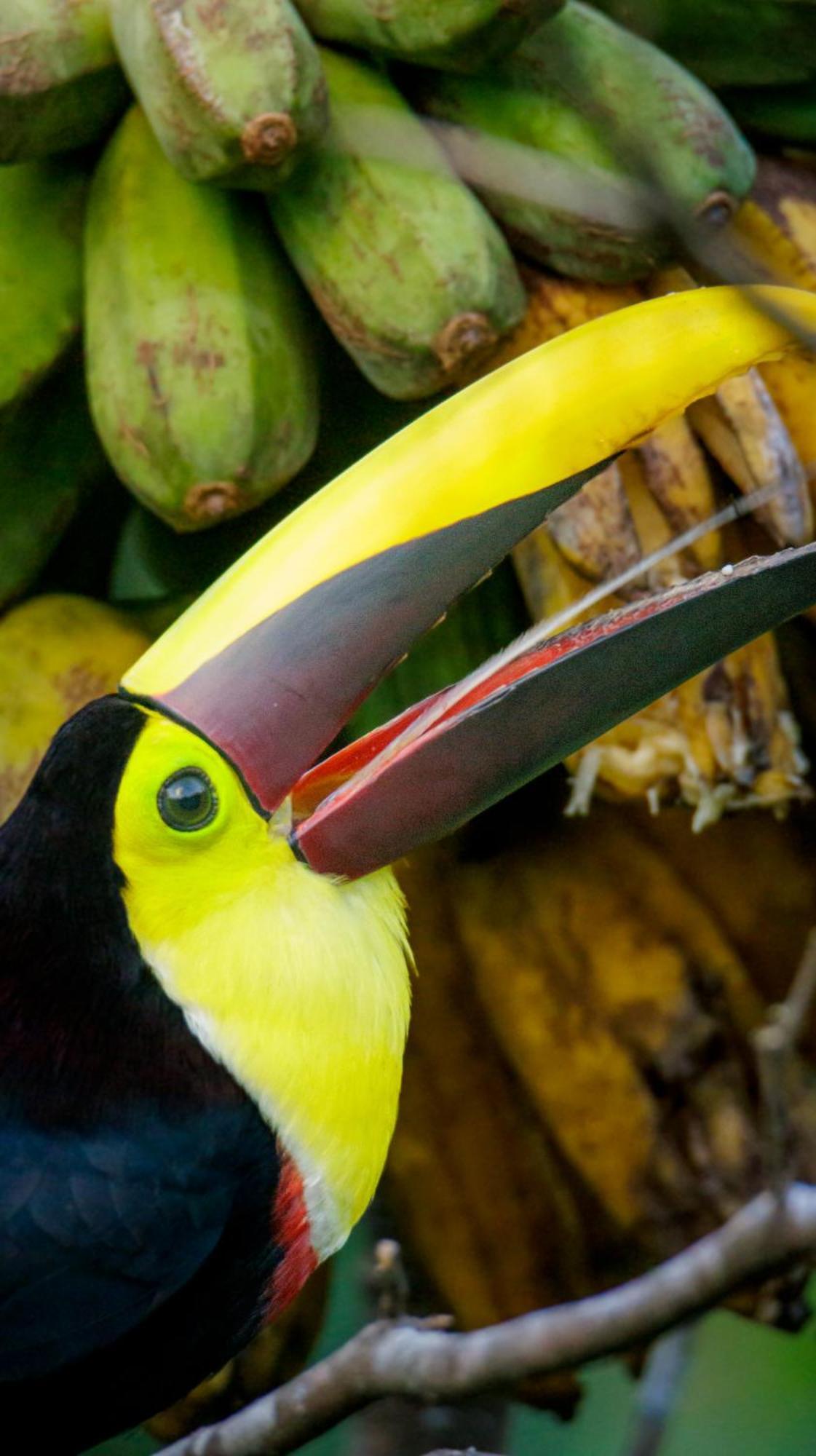 Aves De Tierras Altas Villa Bijagua Kültér fotó