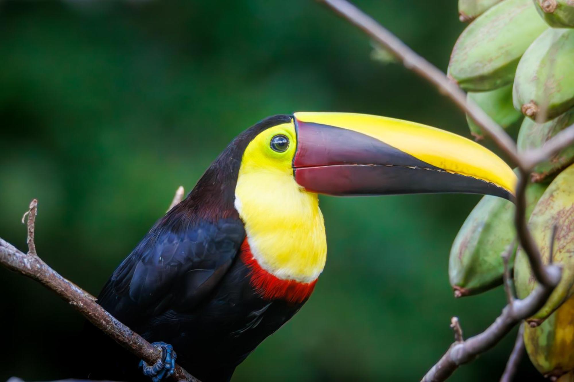 Aves De Tierras Altas Villa Bijagua Kültér fotó