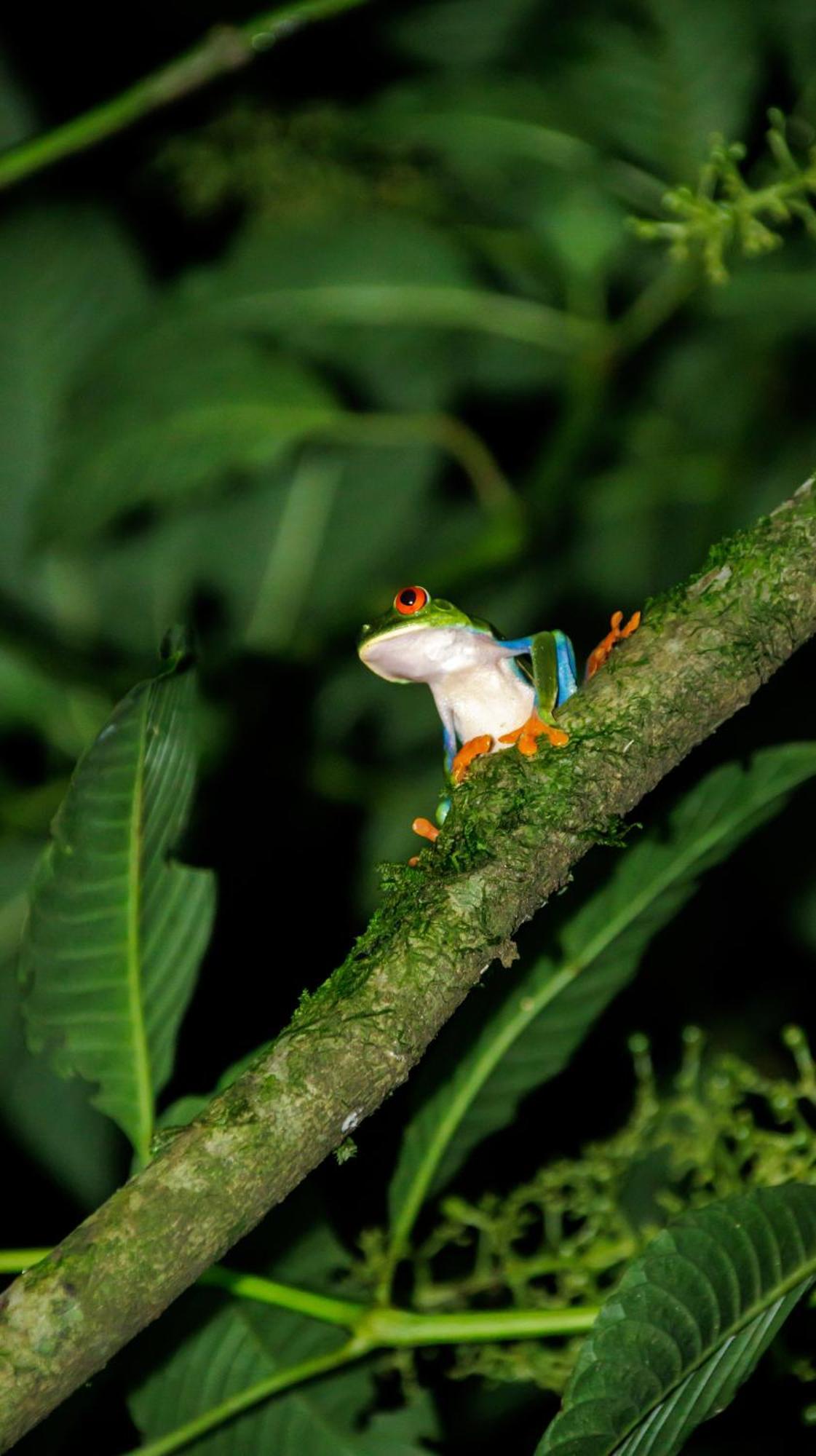 Aves De Tierras Altas Villa Bijagua Kültér fotó