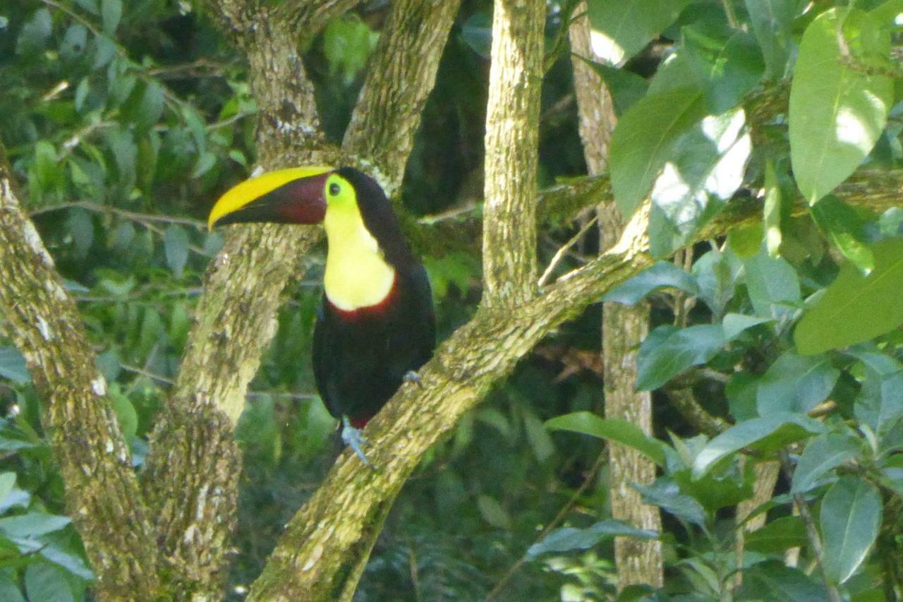 Aves De Tierras Altas Villa Bijagua Kültér fotó