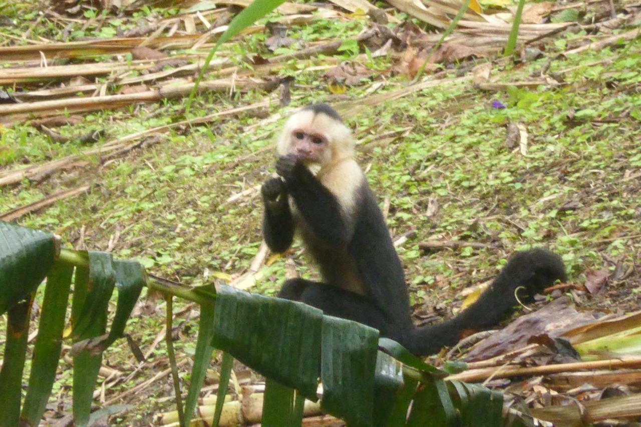 Aves De Tierras Altas Villa Bijagua Kültér fotó